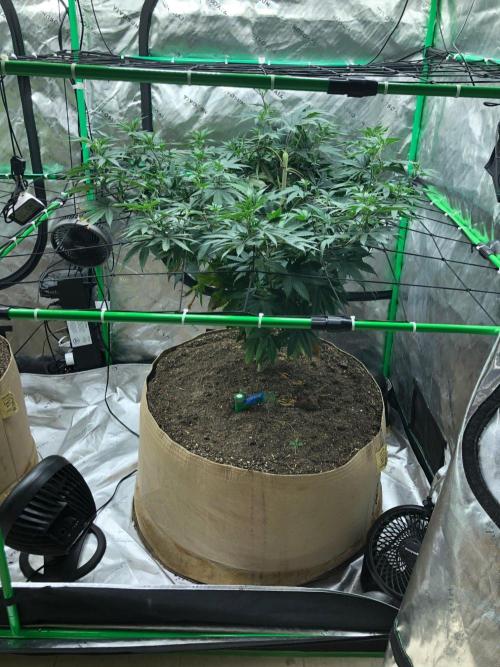 Mexican Sativa Kannabaia Indoor Summer. Week 10