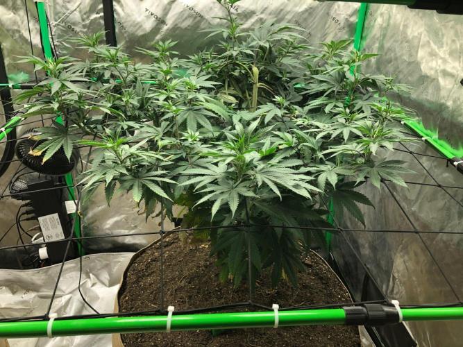 Mexican Sativa Kannabaia Indoor Summer. Week 10
