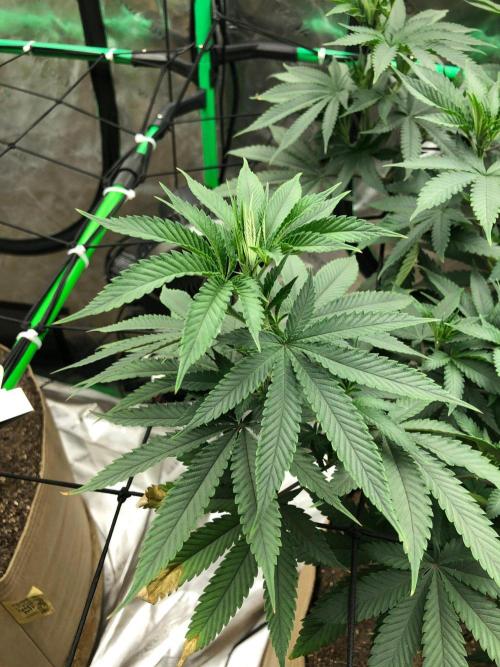 Mexican Sativa Kannabaia Indoor Summer. Week 10