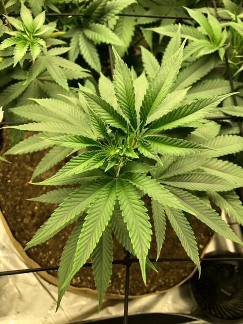 Mexican Sativa Kannabaia Indoor Summer. Week 10