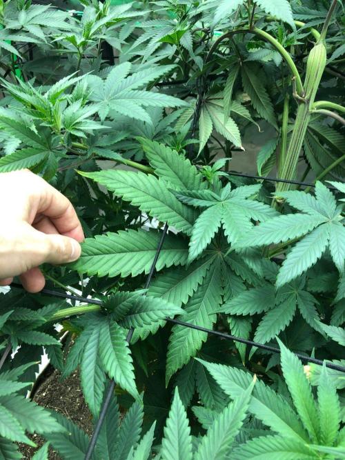 Mexican Sativa Kannabaia Indoor Summer. Week 10