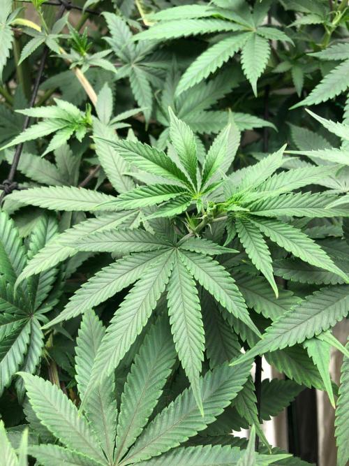 Mexican Sativa Kannabaia Indoor Summer. Week 10