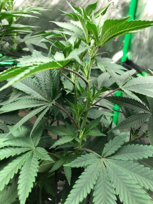 Mexican Sativa Kannabaia Indoor Summer. Week 10