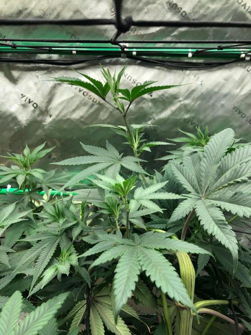 Mexican Sativa Kannabaia Indoor Summer. Week 10