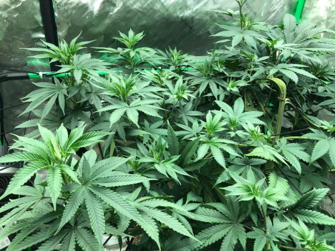 Mexican Sativa Kannabaia Indoor Summer. Week 10