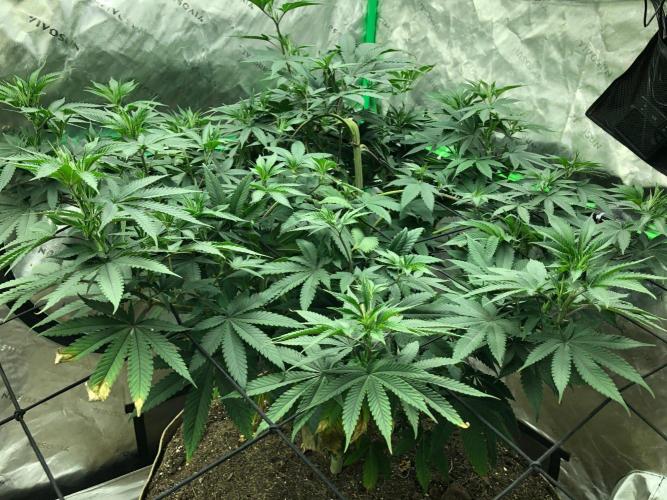 Mexican Sativa Kannabaia Indoor Summer. Week 10
