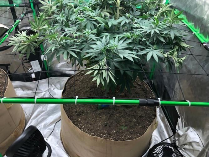 Mexican Sativa Kannabaia Indoor Summer. Week 10