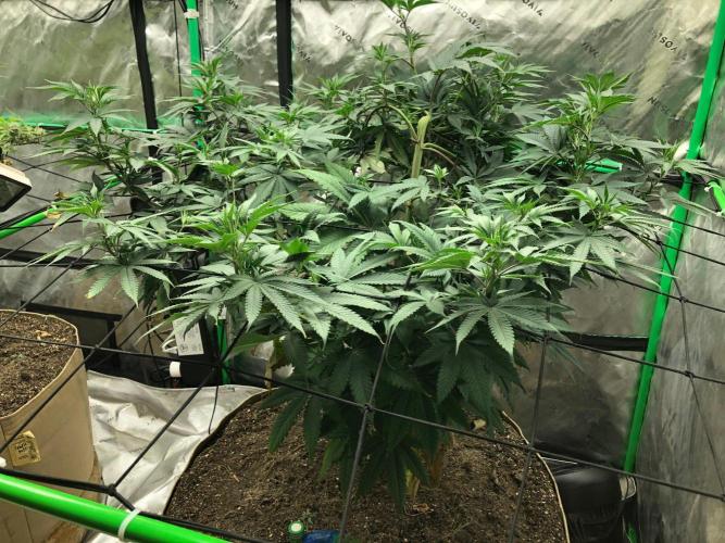Mexican Sativa Kannabaia Indoor Summer. Week 10