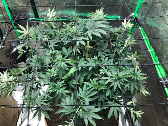 Mexican Sativa Kannabaia Indoor Summer. Week 10
