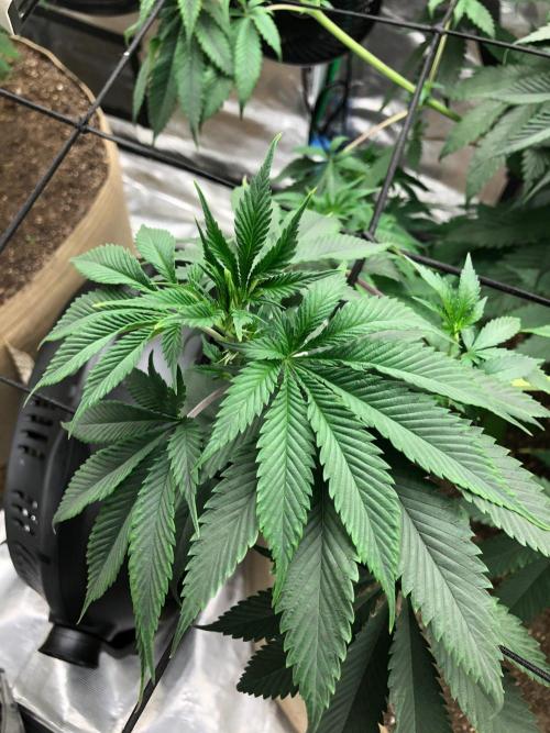 Silver Widow Kannabaia Indoor Summer. Week 10