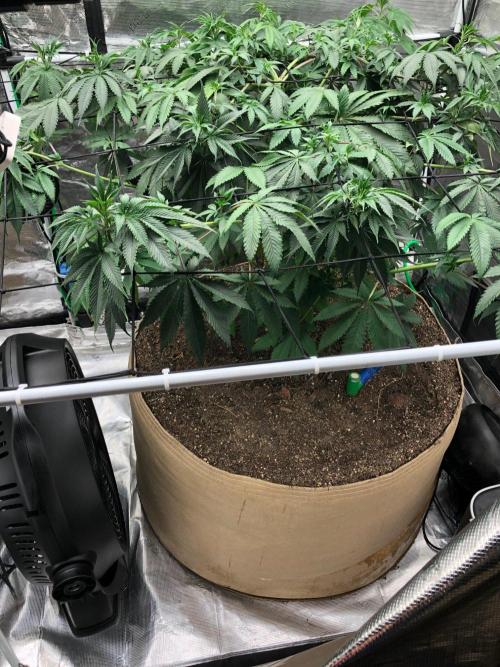 Silver Widow Kannabaia Indoor Summer. Week 10