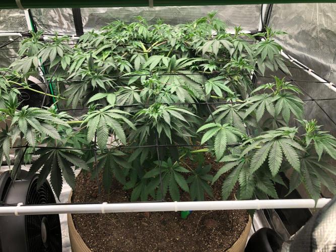 Silver Widow Kannabaia Indoor Summer. Week 10