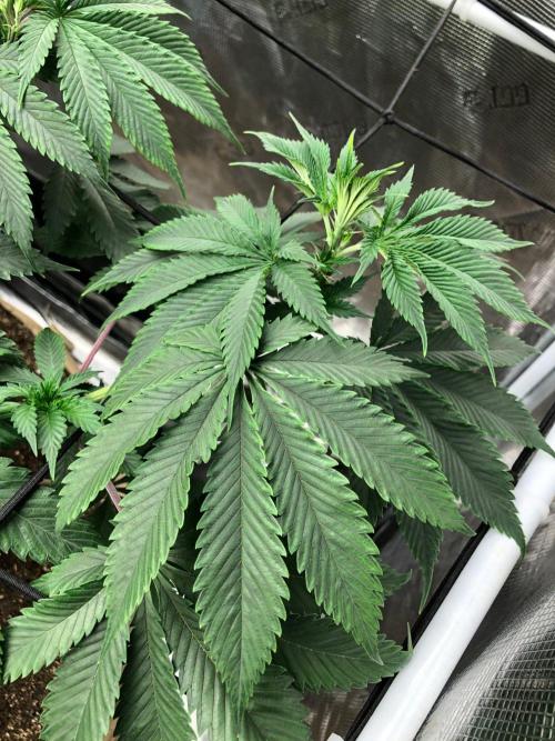Silver Widow Kannabaia Indoor Summer. Week 10
