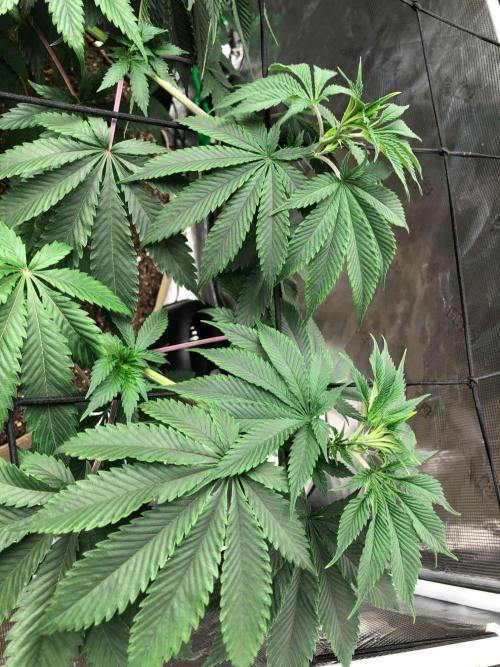 Silver Widow Kannabaia Indoor Summer. Week 10