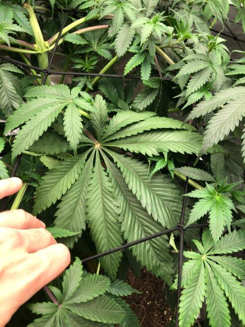 Silver Widow Kannabaia Indoor Summer. Week 10