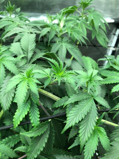 Silver Widow Kannabaia Indoor Summer. Week 10