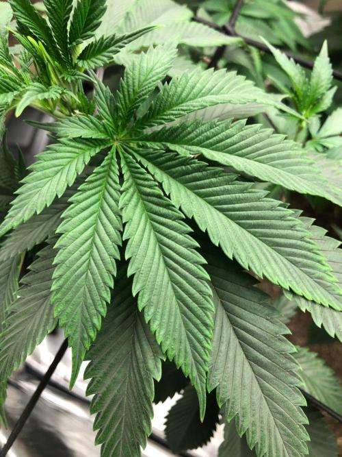 Silver Widow Kannabaia Indoor Summer. Week 10