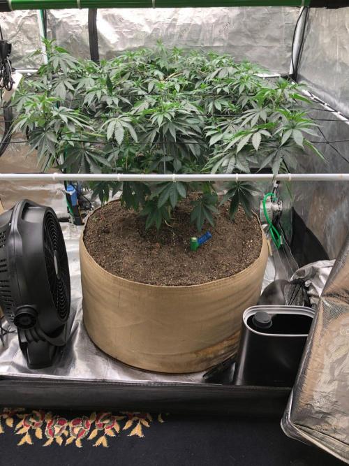 Silver Widow Kannabaia Indoor Summer. Week 10
