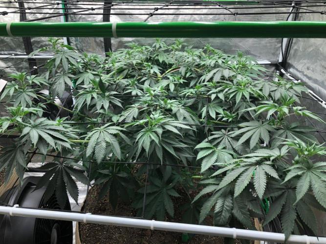 Silver Widow Kannabaia Indoor Summer. Week 10