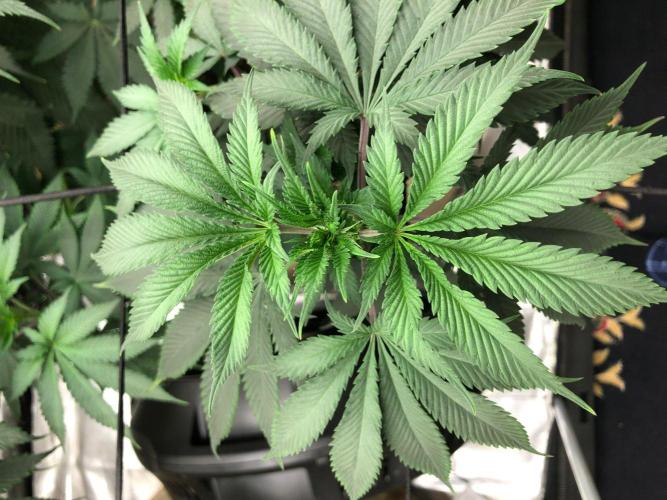 Silver Widow Kannabaia Indoor Summer. Week 10