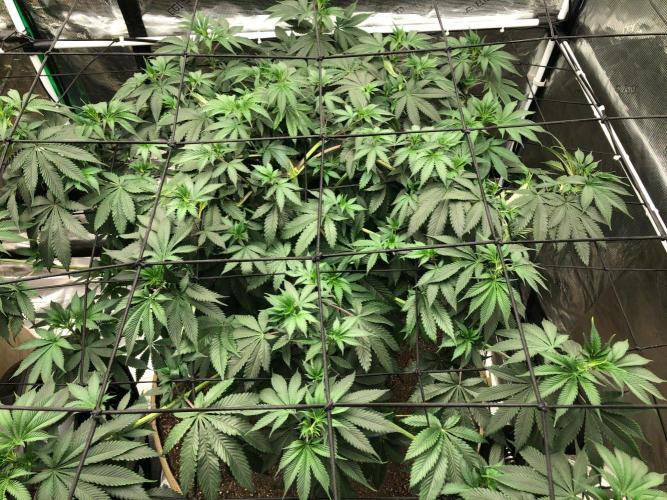 Silver Widow Kannabaia Indoor Summer. Week 10