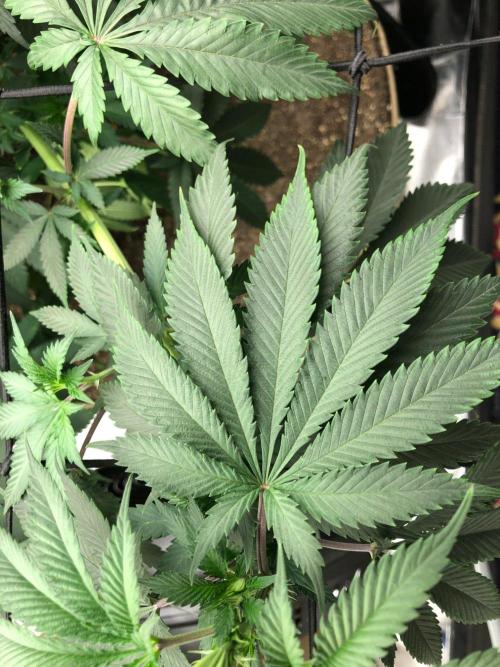Silver Widow Kannabaia Indoor Summer. Week 10