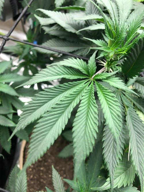 Silver Widow Kannabaia Indoor Summer. Week 10
