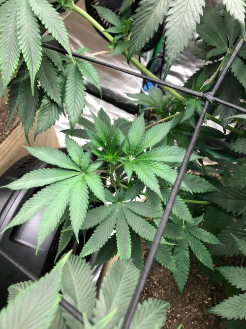 Silver Widow Kannabaia Indoor Summer. Week 10
