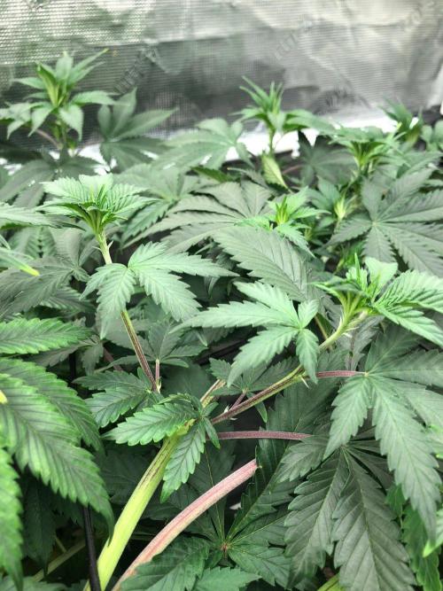 Silver Widow Kannabaia Indoor Summer. Week 10