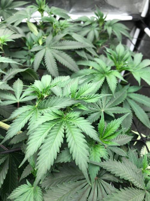 Silver Widow Kannabaia Indoor Summer. Week 10