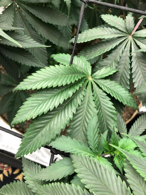 Silver Widow Kannabaia Indoor Summer. Week 10