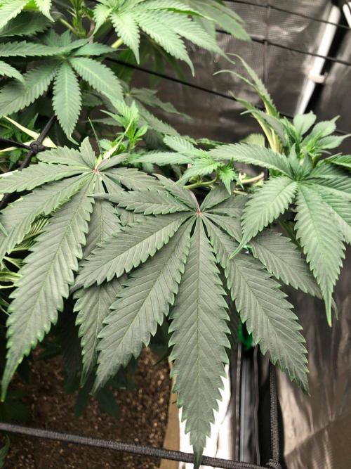 Silver Widow Kannabaia Indoor Summer. Week 10