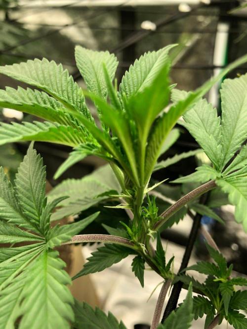 Silver Widow Kannabaia Indoor Summer. Week 10