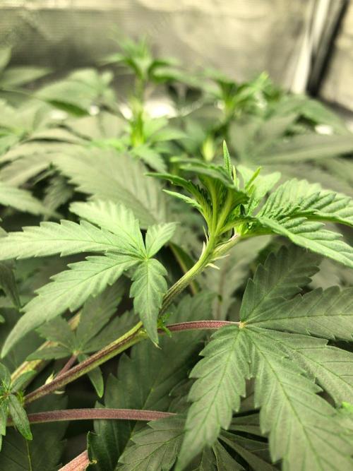 Silver Widow Kannabaia Indoor Summer. Week 10
