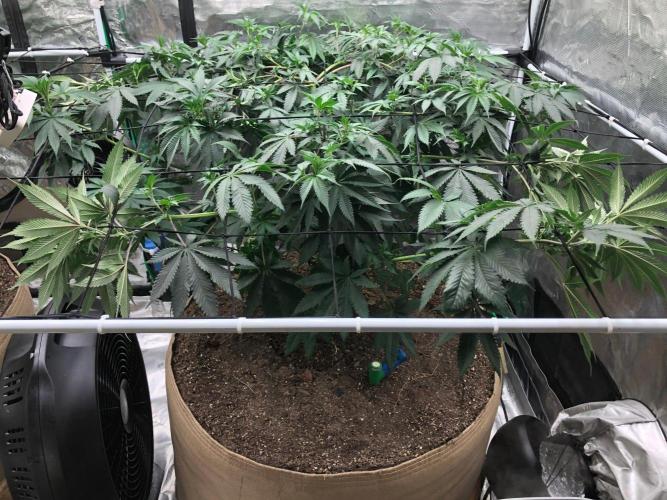 Silver Widow Kannabaia Indoor Summer. Week 10
