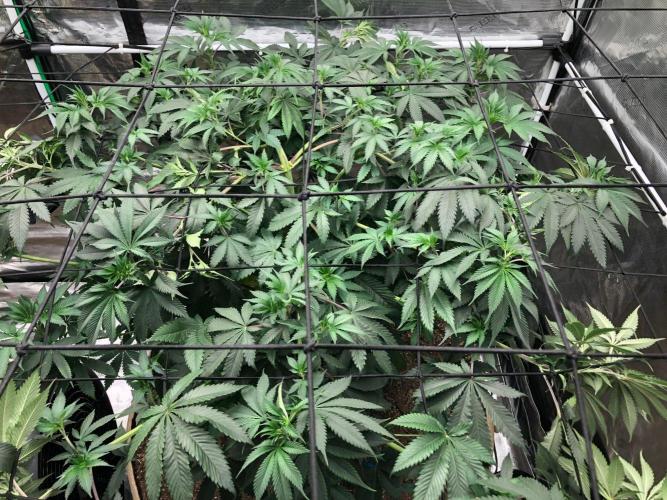 Silver Widow Kannabaia Indoor Summer. Week 10