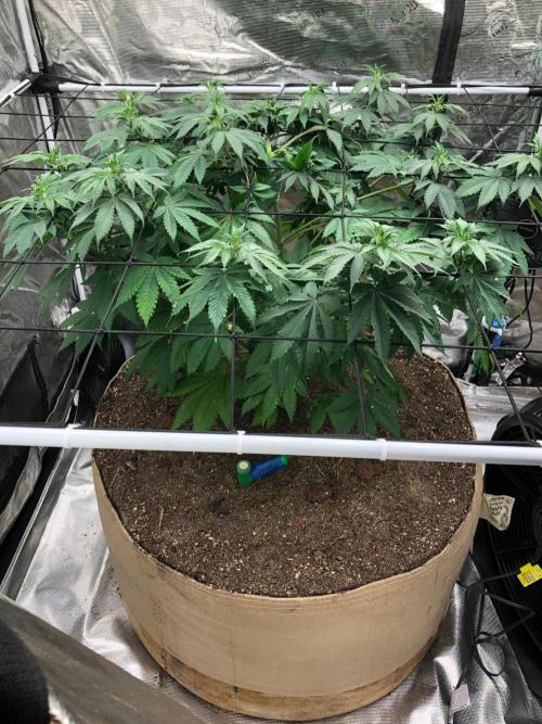 Lemonchello Haze Seedsman Indoor Summer. Week 9