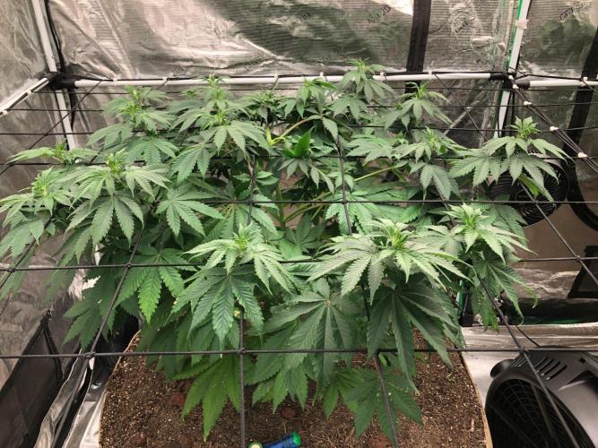 Lemonchello Haze Seedsman Indoor Summer. Week 9