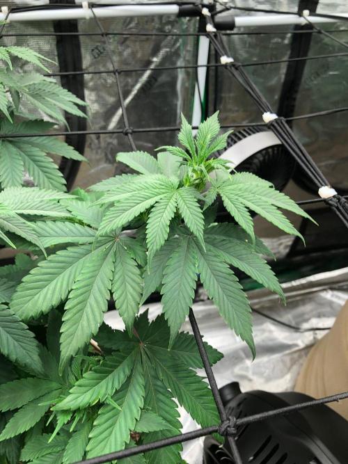 Lemonchello Haze Seedsman Indoor Summer. Week 9