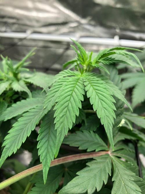 Lemonchello Haze Seedsman Indoor Summer. Week 9