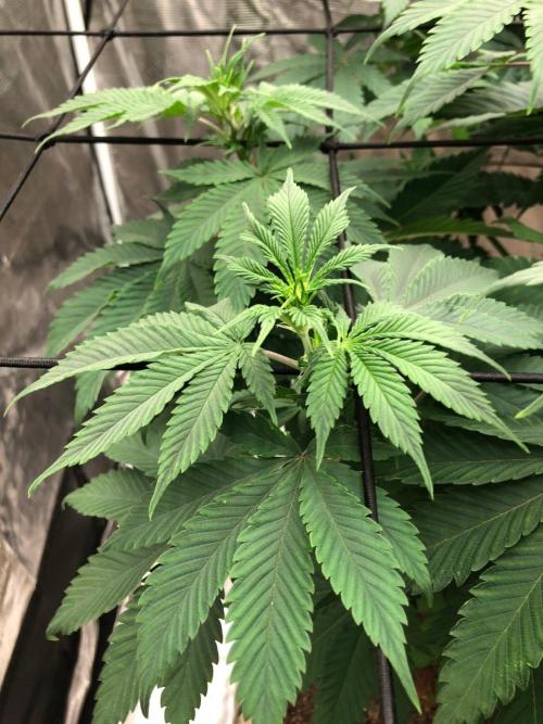 Lemonchello Haze Seedsman Indoor Summer. Week 9