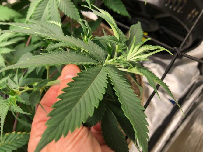 Lemonchello Haze Seedsman Indoor Summer. Week 9