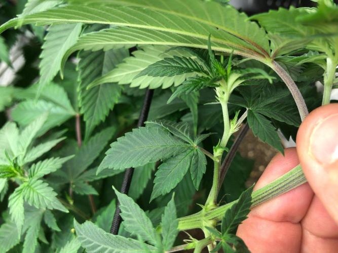 Lemonchello Haze Seedsman Indoor Summer. Week 9