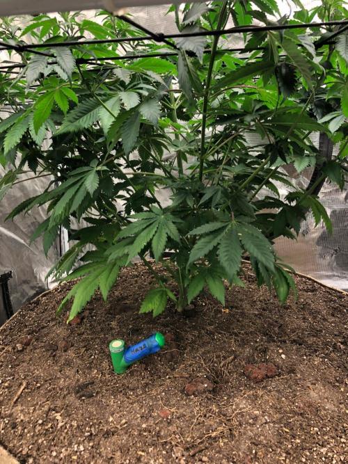 Lemonchello Haze Seedsman Indoor Summer. Week 9