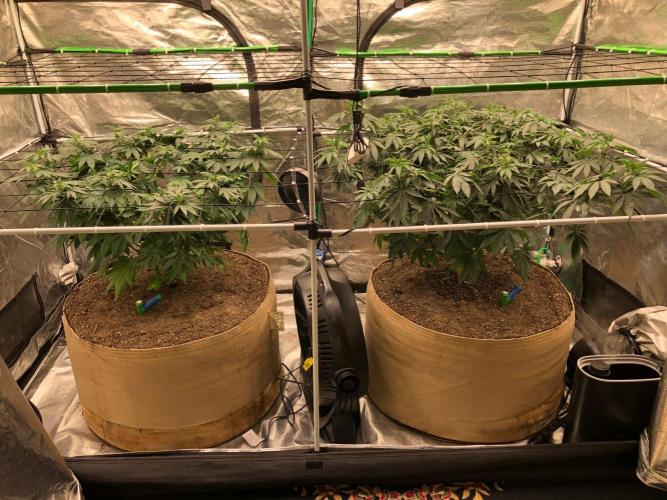 Lemonchello Haze Seedsman Indoor Summer. Week 9