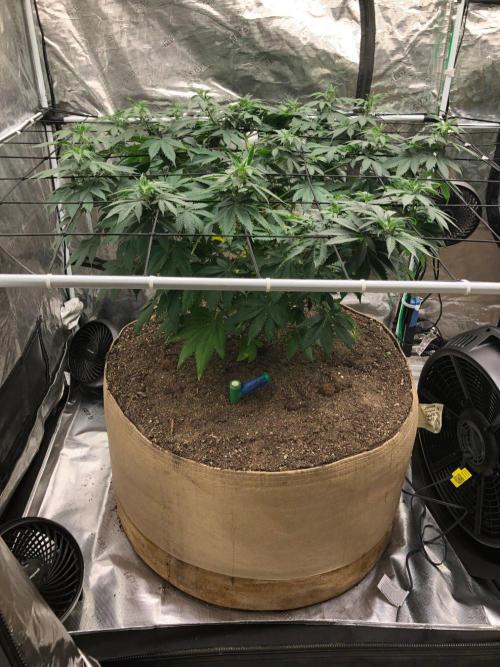 Lemonchello Haze Seedsman Indoor Summer. Week 9