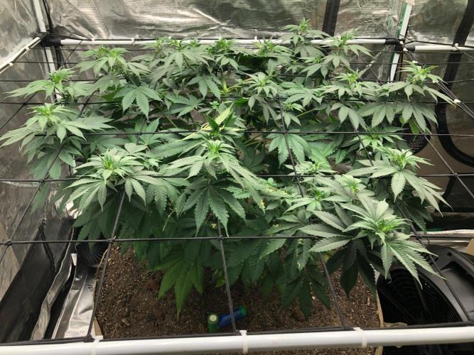 Lemonchello Haze Seedsman Indoor Summer. Week 9