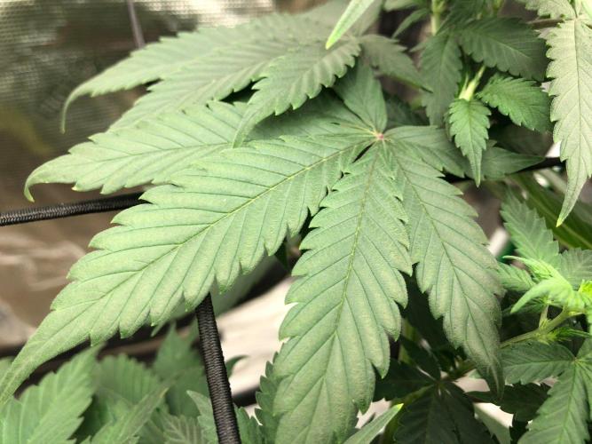 Lemonchello Haze Seedsman Indoor Summer. Week 9
