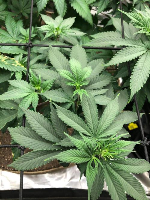 Lemonchello Haze Seedsman Indoor Summer. Week 9