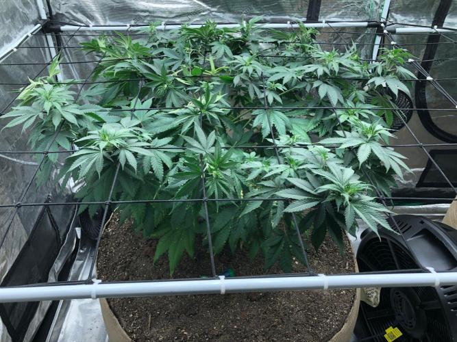Lemonchello Haze Seedsman Indoor Summer. Week 9